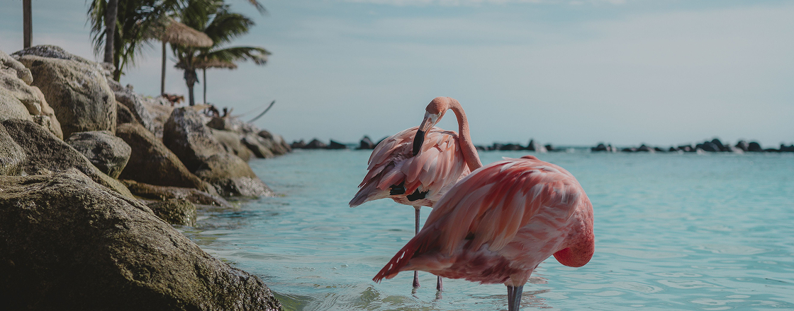 A Journey of Vibrant Landscapes & Island Calm