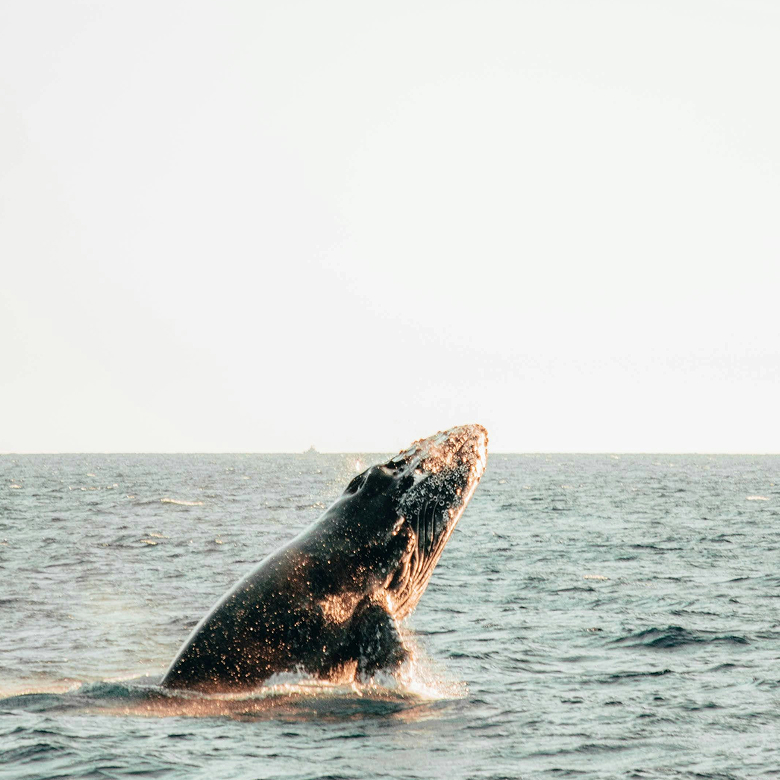 Saint John (Bay of Fundy) | Day 4