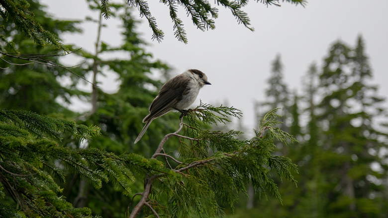 Baie-Comeau | Day 8
