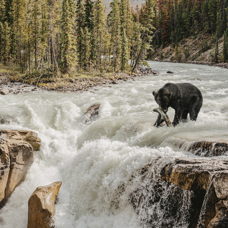 Wildlife in its Own Rhythm
