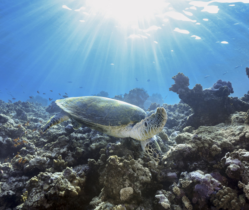 Marine Encounters by Hussain Aga Khan